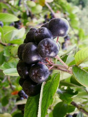Aroniabeeren Pflanze