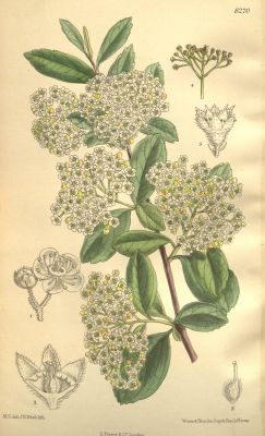 Aroniabeeren antike Zeichnung