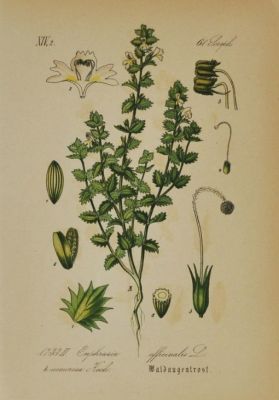 Augentrost antike Zeichnung