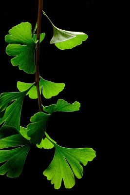 Ginkgo Pflanze