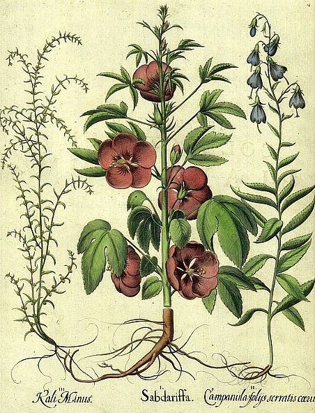 Hibiskus. Antike Zeichnung von Basilius Besler 1613