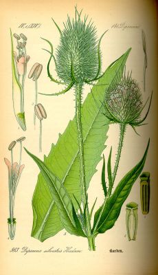 Wilde Karde Zeichnung