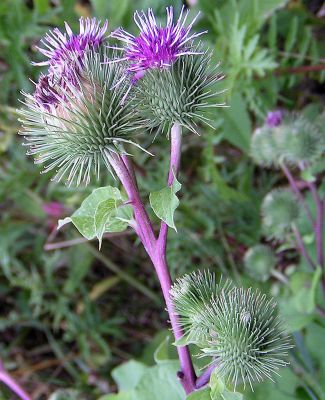 Klette Pflanze
