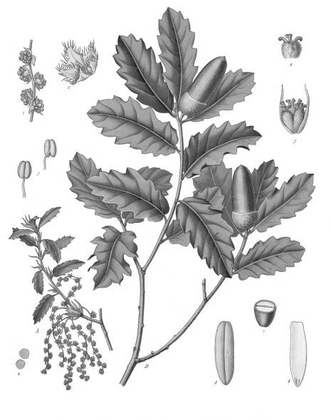 Köhler Eiche Illustration 