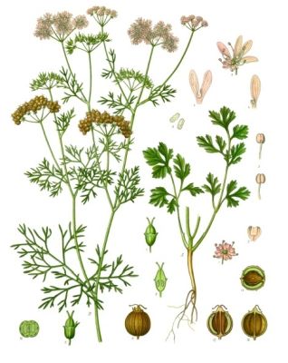 Koriander Zeichnung
