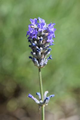 Lavendelblüte