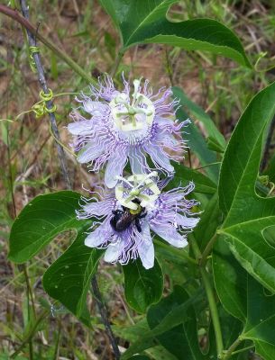 Passionsblume Pflanze