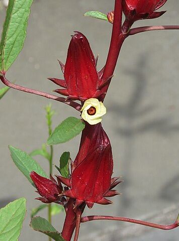 Hibiskus Blüten, Pflanze  https://commons.wikimedia.org/wiki/File:Roselle,_Hibiscus_sabdariffa,_2014_01.JPG