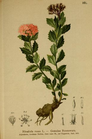 Rosenwurz-Atlas_der_Alpenflora_1882