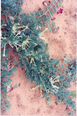 Teufelskralle Pflanze