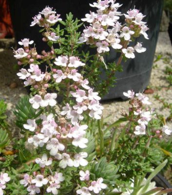 Thymian vulgaris Pflanze