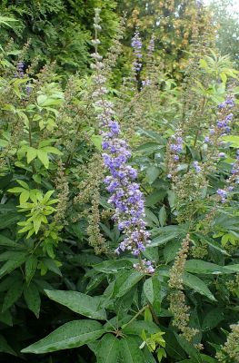 Mönchspfeffer Pflanze