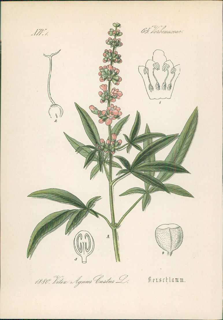 Mönchspfeffer antike Zeichnung