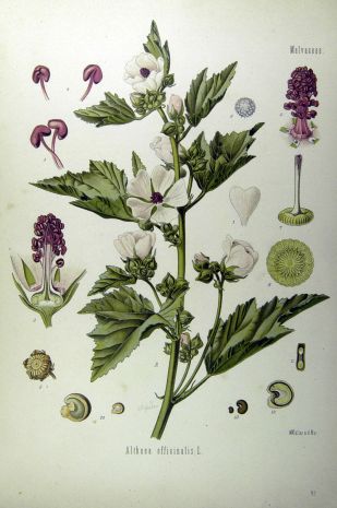 Echinacea antike Zeichnung
