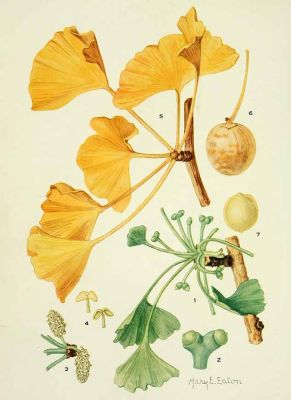 Ginkgo Zeichnung