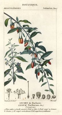 Goji Zeichnung
