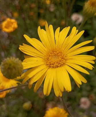 Mex. Arnika Blüte, Pflanze  